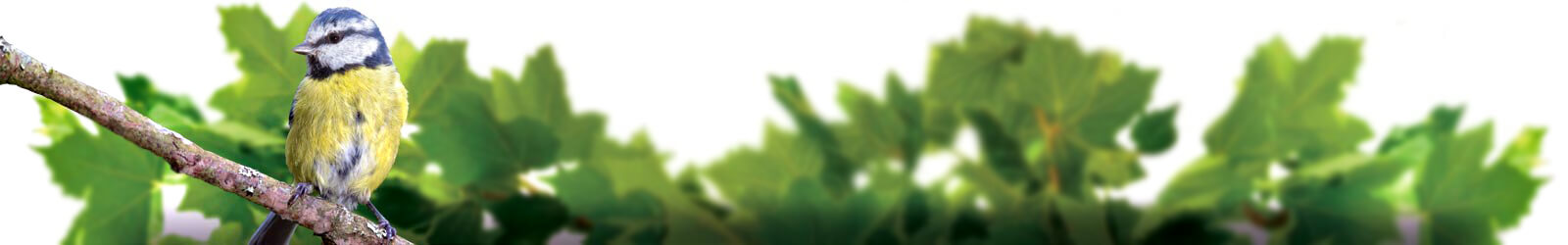 Bryngarw identity, bird perching